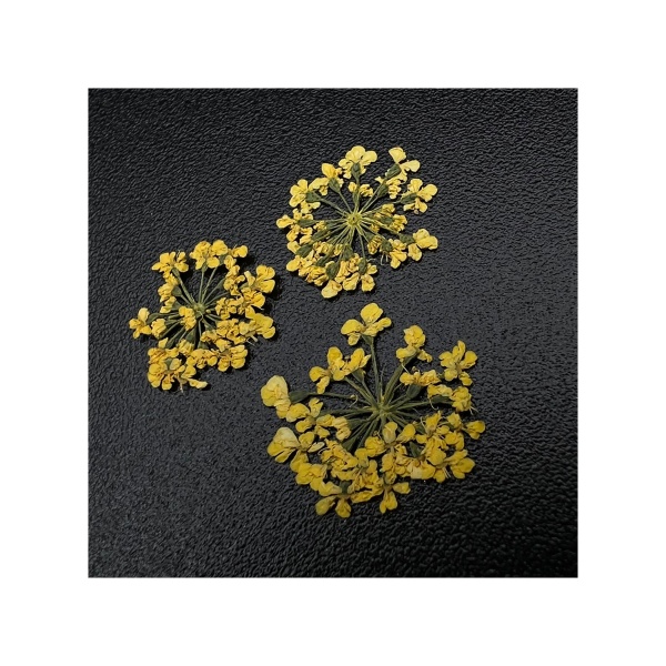 Zoo Nail Art Сухоцветы Любимые цветочки, 1675 купить