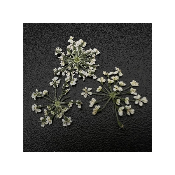 Zoo Nail Art Сухоцветы Любимые цветочки, 1673 купить